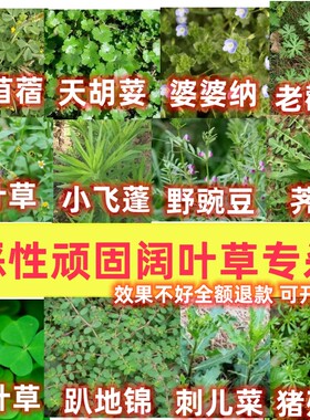 草坪除恶阔圆杂草特效药不伤草坪