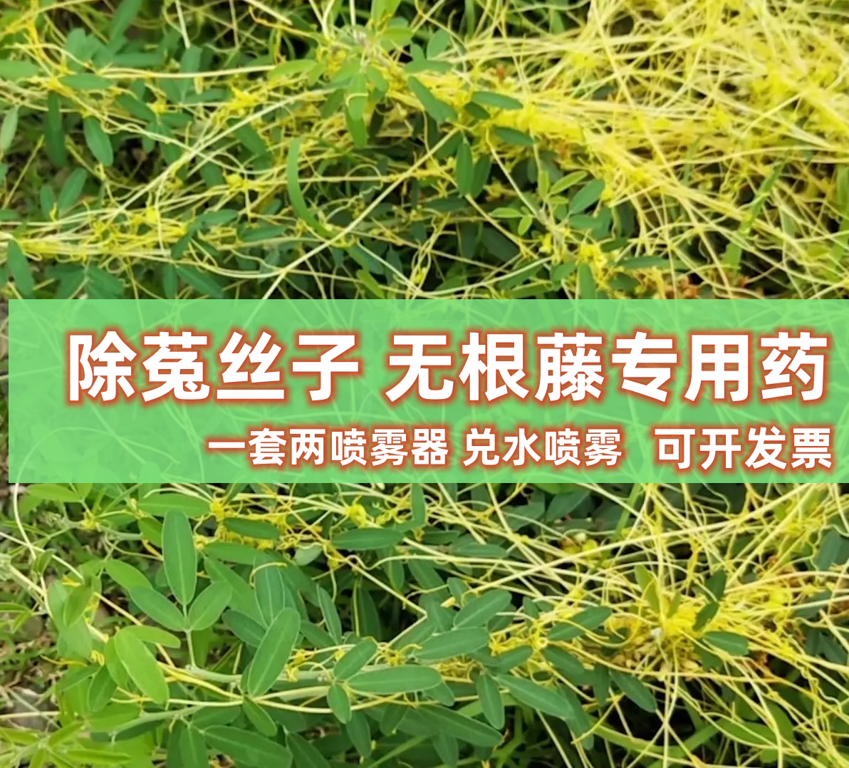 远离绿篱灌木除菟丝子神药效果好