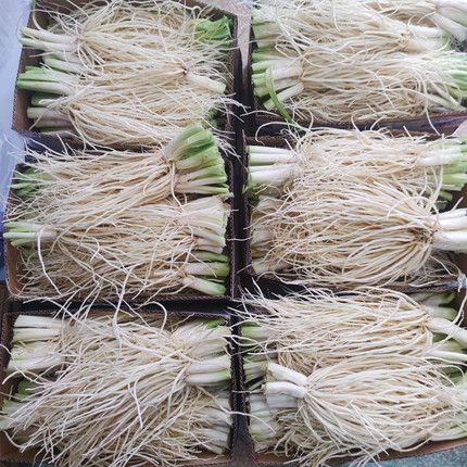 新鲜苤菜根10斤装云南农家现挖佤味牛皮配菜大叶韭菜腌制炒肉煲汤