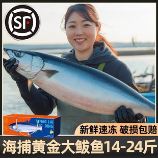 特大黄金鲅鱼礼盒整条马鲛鱼当季捕捞大鱼低温新鲜速冻年夜饭送礼