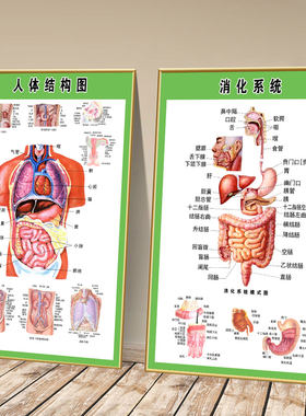 解剖系统器官分布图心脏医学海报