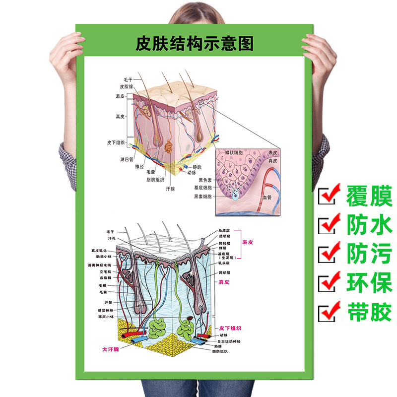 皮肤结构图海报面部美容肌肤生理解剖图医学皮肤科宣传广告挂画