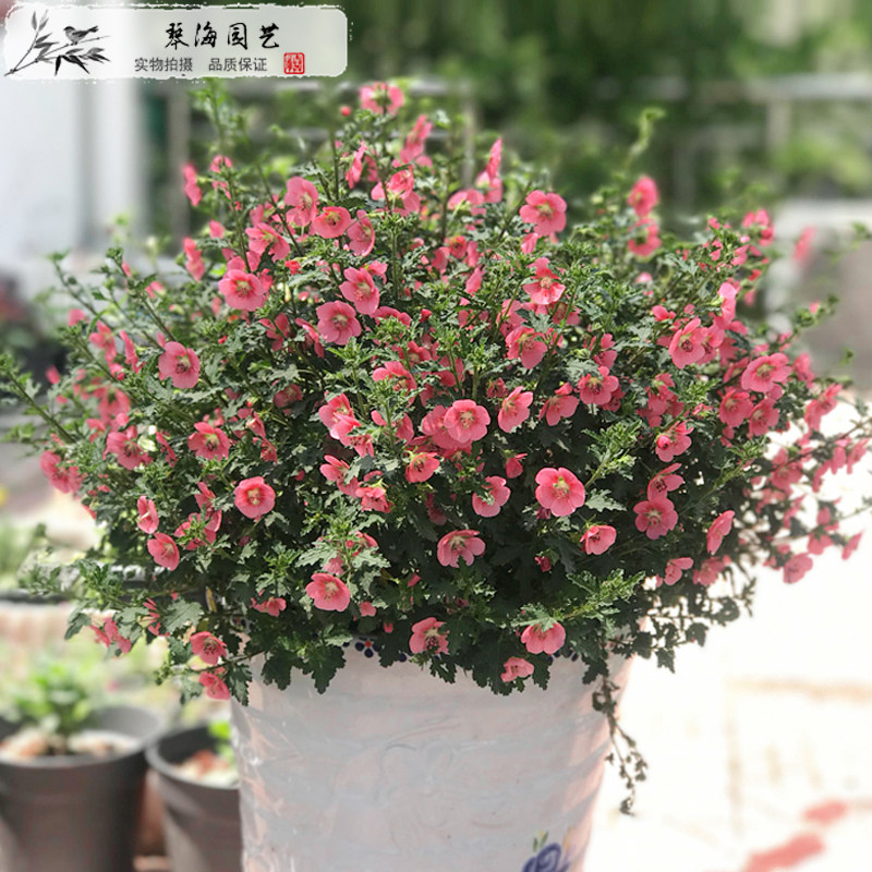 小木槿盆栽木本植物 花期长耐热 耐寒 多年生 花苗盆栽花卉带花苞|ruв категории доставка цветов/цветок моделирования/растения садоводства, цветок/растения в горшках (новый), цветок - от Buy2taobao.com для оказания профессиональной услуги покупки агента Taobao