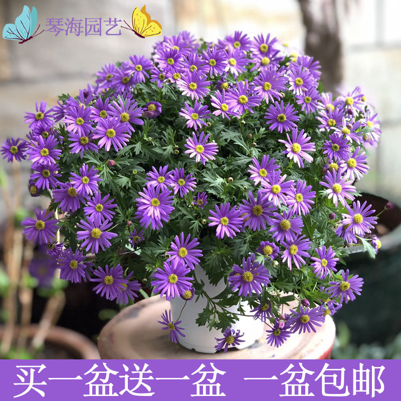菊花小盆栽素材模板 菊花小盆栽图片下载 小麦优选
