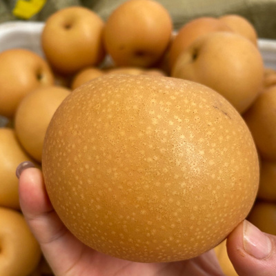 山东南水秋月梨脆甜大果