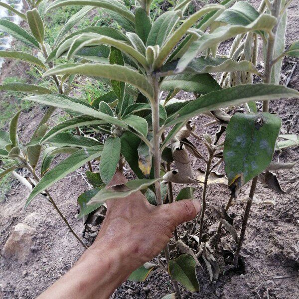 客家 白面风根 山白芷 乌脚鸡 寻骨风根头500g羊耳菊白牛胆根包邮