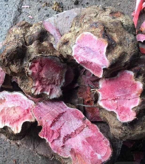 新鲜深山红肉土茯苓整个生地湿货云南省农产品煲汤料现挖500g包邮