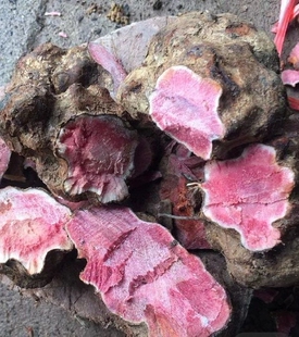 新鲜深山红肉土茯苓整个生地湿货云南省农产品煲汤料现挖500g包邮