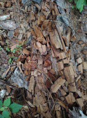 兰科专用松树芯朽木松树皮腐殖土风化石 自然腐熟发酵松树芯朽木