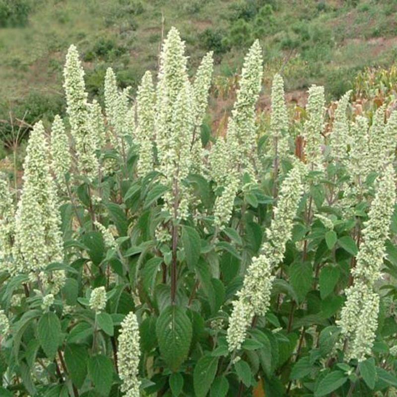 云南纯天然干货,野拔子[异名:扫把茶,野苏,野香薷,小坝子]