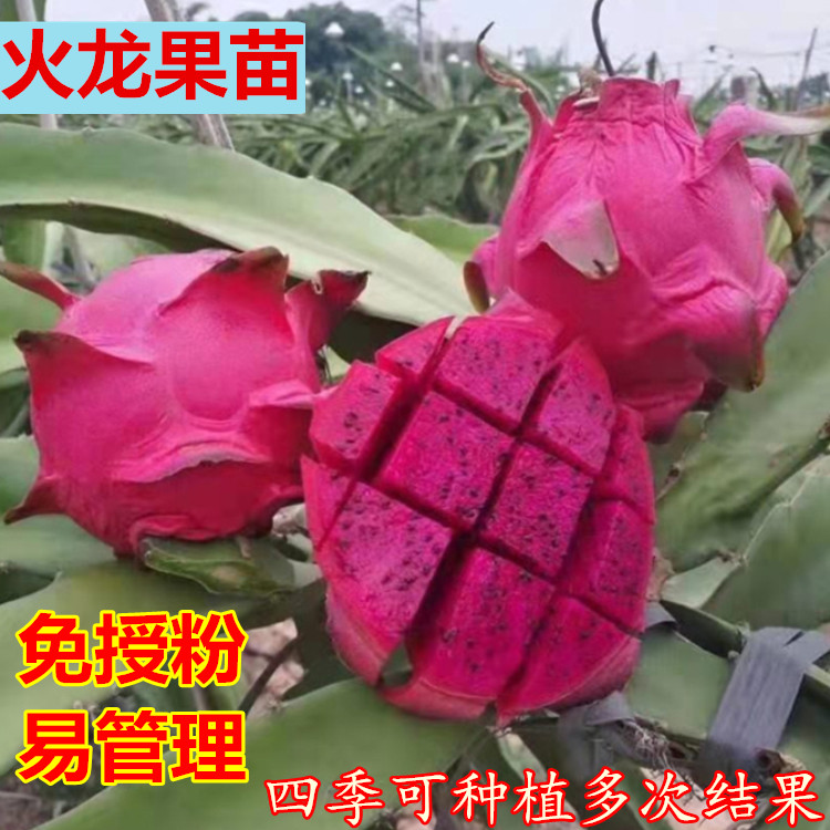 红心红肉火龙果苗果树苗南北方