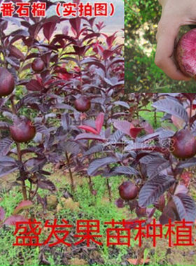 红心石榴庭院阳台盆带土果树苗