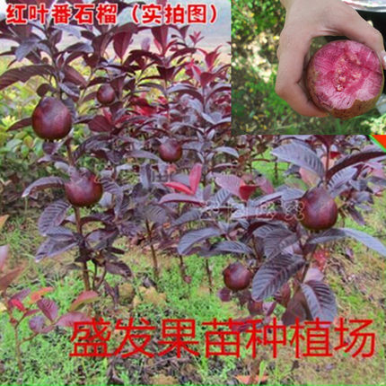番石榴苗 红叶 红心石榴苗庭院阳台盆地栽嫁接苗木南方果树苗带土