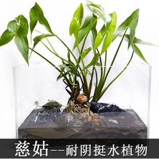 慈姑种根种苗茨菇挺水水草水族装饰净化鱼缸水培新款植物中后景