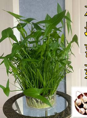 【迷你小茨菇】慈姑苗茨菇球慈菇水培茨菰阳台净化水质鱼缸造景