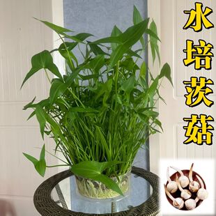 【迷你小茨菇】慈姑苗茨菇球慈菇水培茨菰阳台净化水质鱼缸造景