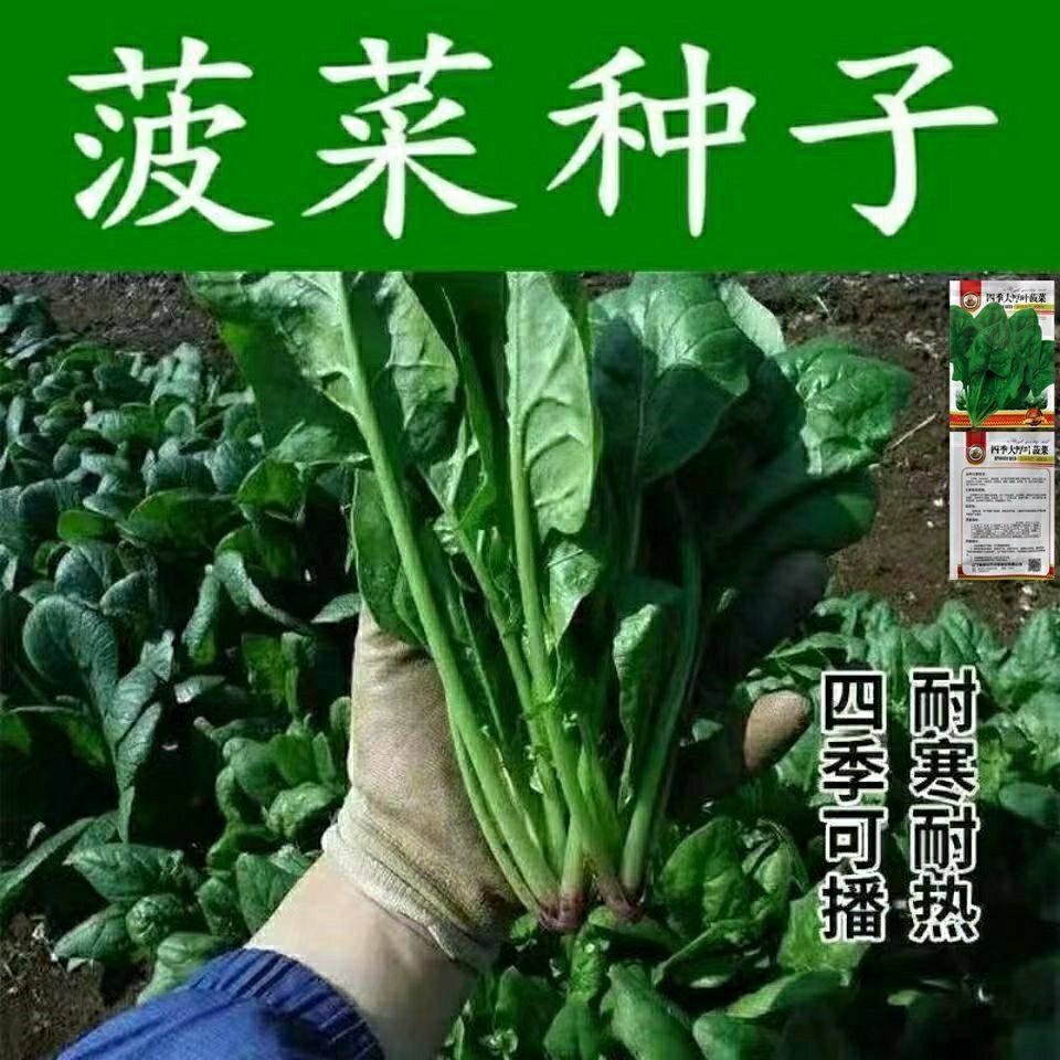 蔬菜四季秋冬籽种耐热大叶菠菜