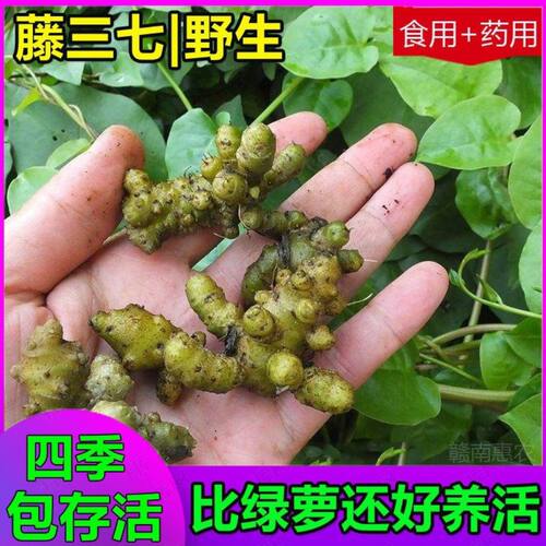 藤三七植物苗盆栽价格 藤三七植物苗盆栽图片 星期三