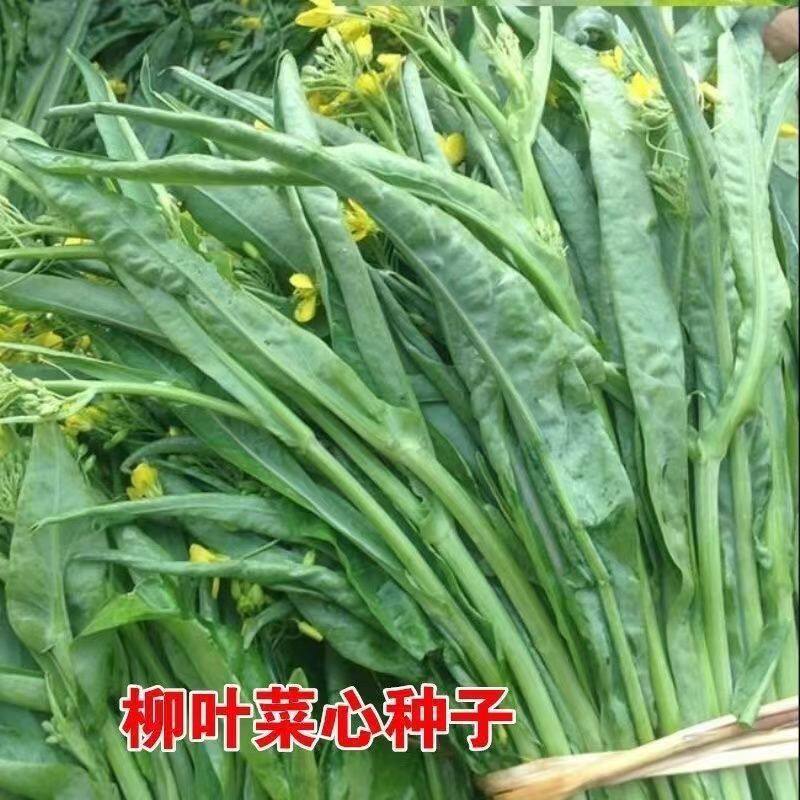 菜心种子阳台蔬菜青菜籽可四季盆栽桂林柳叶菜心四九菜心连州菜心