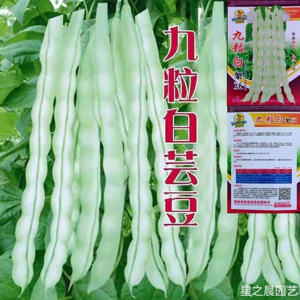 九粒白芸豆种子白不老豆角种籽孑早熟高产春秋季四季豆角大田