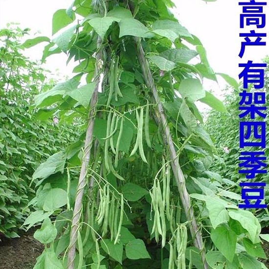 四季豆有架无架种子阳台播种豇豆蔬菜菜豆地豆架豆芸豆刀豆芸扁豆 鲜花速递/花卉仿真/绿植园艺 家庭园艺种子 原图主图