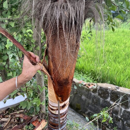 棕树皮棕榈叶山棕片鱼苗孵化绿萝棒园林花卉屋顶装饰包水管耐用