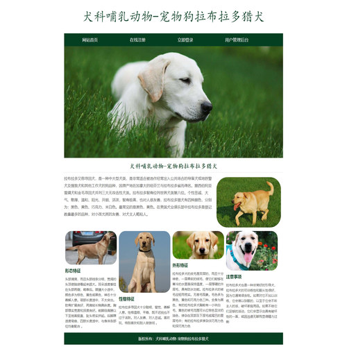 ASP宠物网页设计制作成品 宠物狗拉布拉多猎犬 4页 注册登录功能