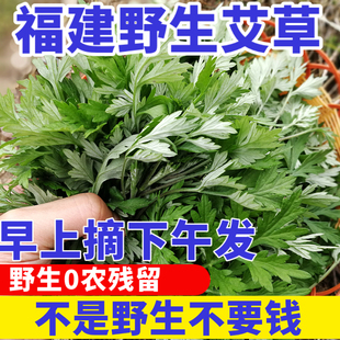 艾草新鲜野生现摘艾草艾叶清明草野生食用甜艾青团糍粑手工田艾包