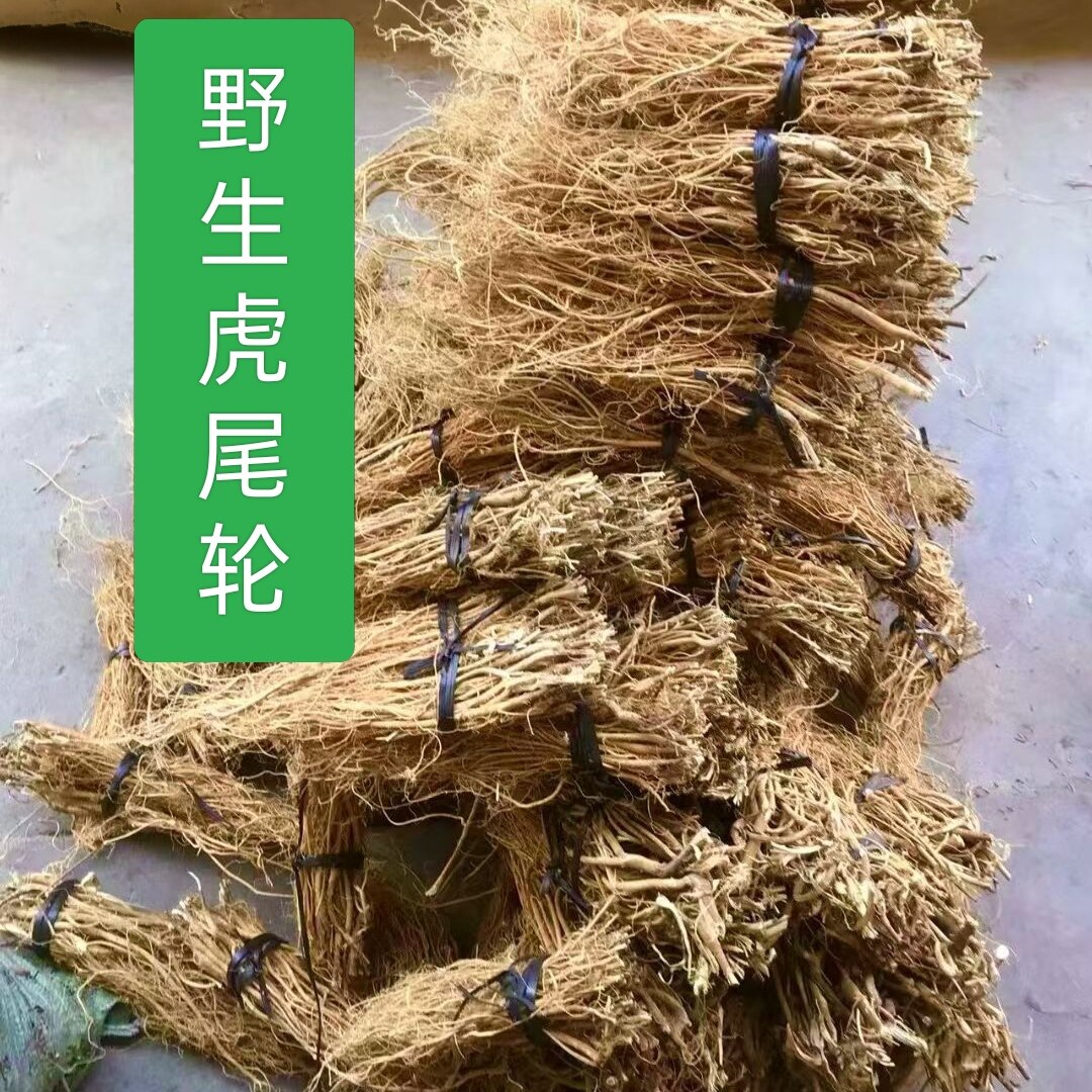 福建虎尾轮石参根农家浓香煲汤无硫天然虎尾轮野生石参新鲜干品
