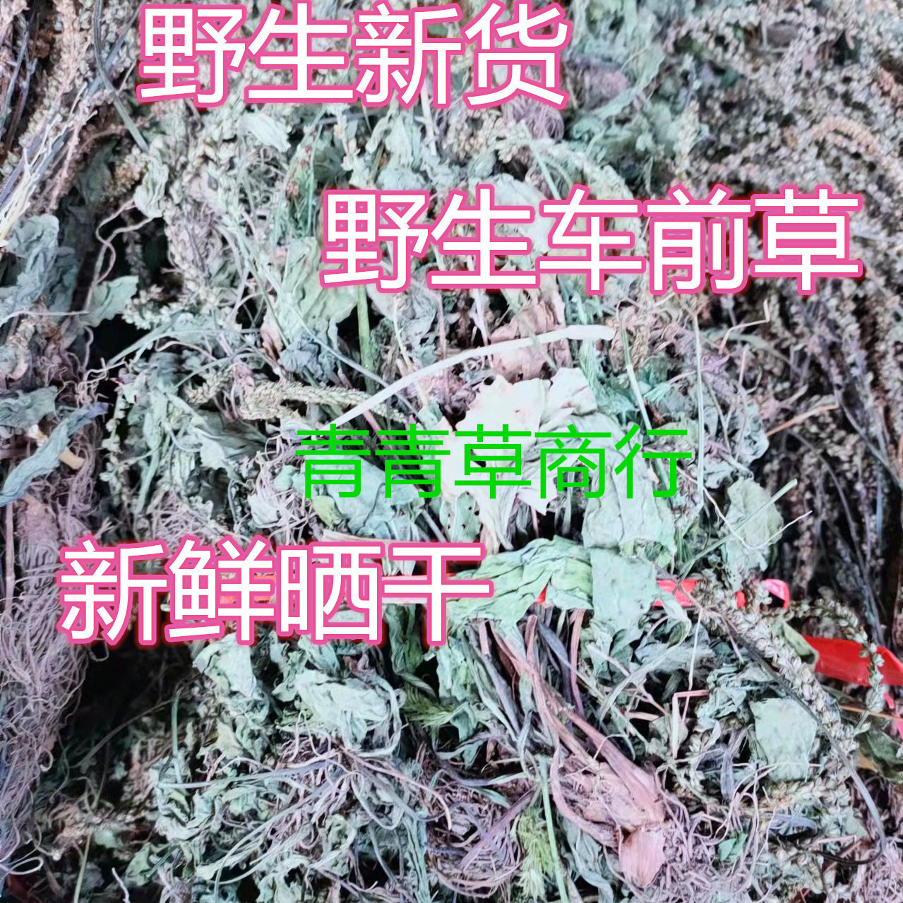 正宗野生车前草车轮草猪耳草牛耳朵草五根草茶一份包邮