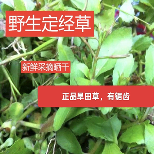 正品旱田草野生定经草鸭嘴癀虎舌癀长蒴母草地下茶干品250克包邮