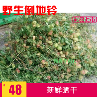 倒地铃野生小果倒地铃三角泡假苦瓜风船葛带藤苦楝灯笼草皮肤祛痒