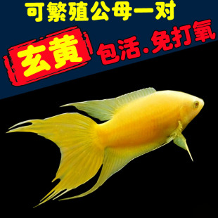 中国招财斗鱼玄黄好养耐养免打氧黄金斗鱼活体冷淡水观赏鱼可繁殖