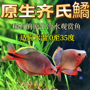 稀有原生齐氏鱊鱼超大号鳑鲏小型养溪流冷水观赏鱼好养耐活群游鱼