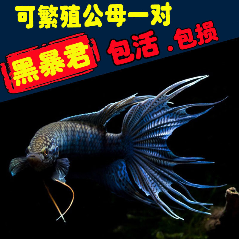 中国黑暴君斗鱼冷水淡水小型鱼苗