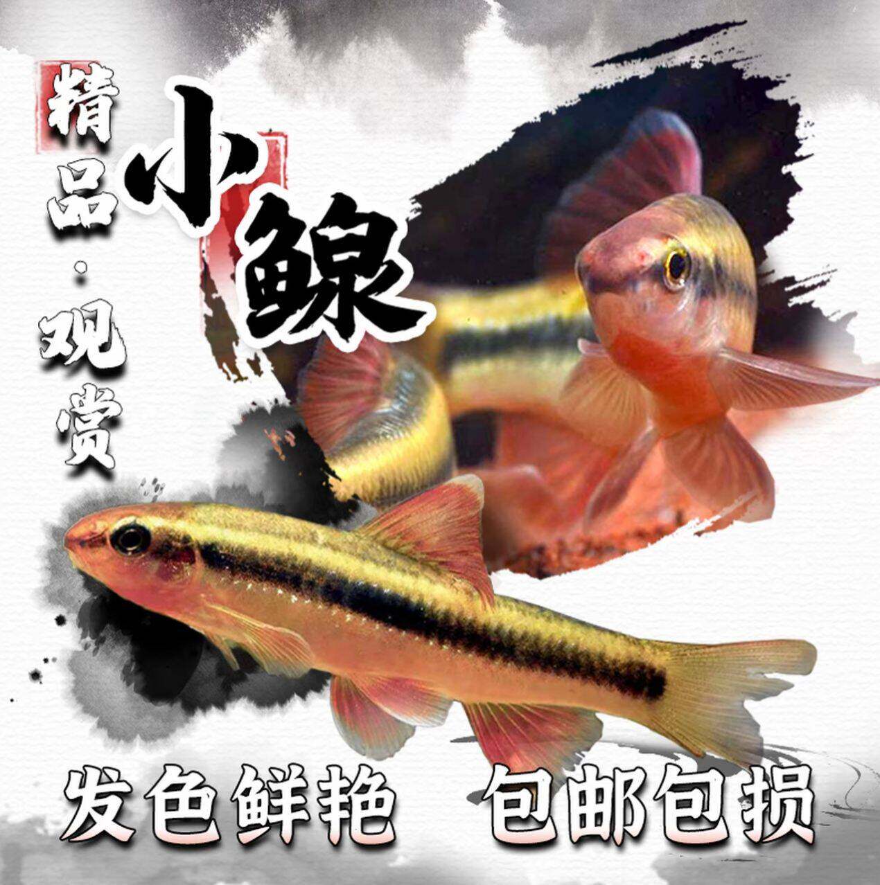 一线红身小鳈荷叶原生鱼冷水观赏溪流发色工具鱼除藻清洁小型群游
