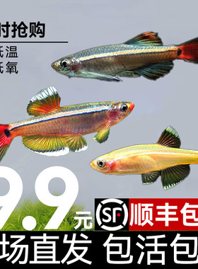 白云金丝鱼原生鱼大帆红尾小型鱼不加温冷水鱼观赏鱼新手养鱼套餐