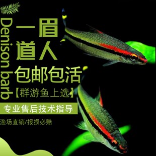 一眉道人热带活体观赏鱼苗群游草缸淡水新手混养灯科好养中小型鱼