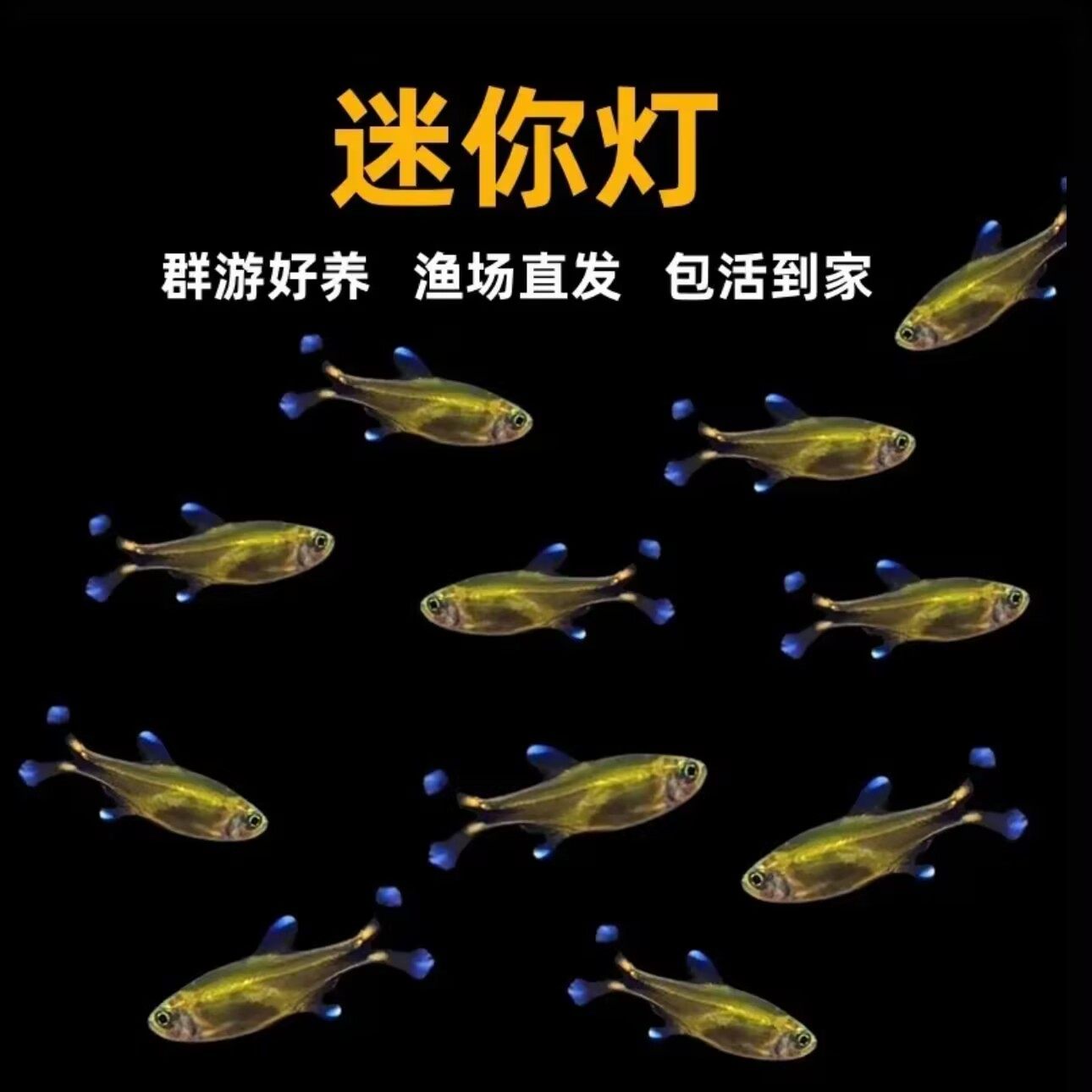迷你灯鱼草缸群游鱼满天星热带观赏鱼淡水银尖灯鱼小型灯科鱼活体,宠物/宠物食品及用品,鱼,淘宝优惠券,粉丝福利购,淘宝优惠卷