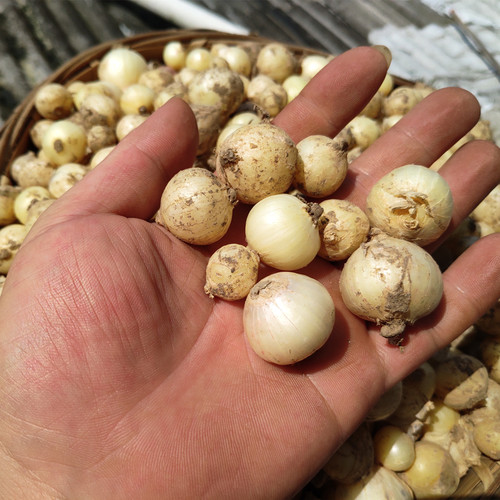 四川农家新鲜苦藠团葱小野蒜茭洋葱小根蒜苦蒜薤白荞头做咸菜炖汤 - 封面