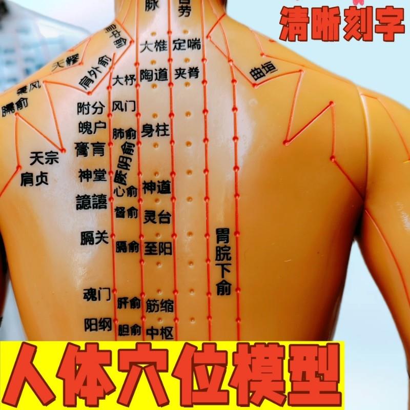 成人彩色中医针灸人教学个人专用人体穴位十二经络模型全身按摩推