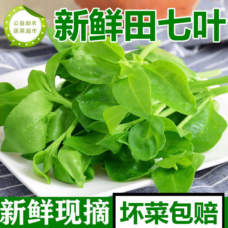 助农田七叶新鲜2斤3斤金不换农家蔬菜助农穿心莲三七沙拉火锅包邮