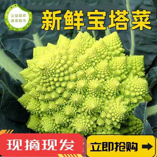 【顺丰包邮】宝塔菜新鲜蔬菜花椰菜菜花农家现摘青菜助农当季火锅