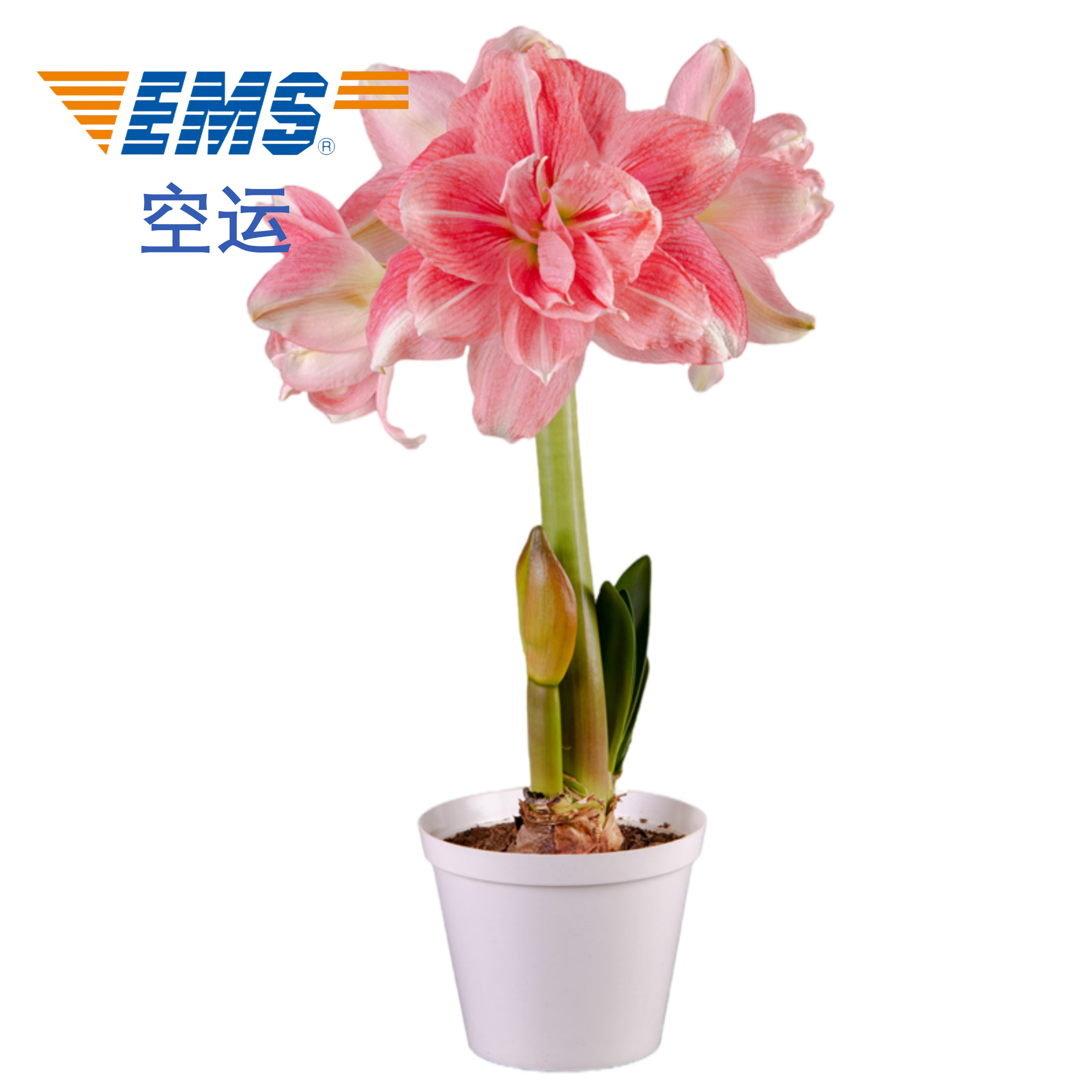 2023新货南非进口玫瑰花样朱顶红种球重瓣品种花卉球根包对版球根