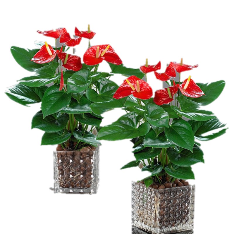 白掌盆栽一帆风顺水培植物办公室内花卉好水养的绿植红掌四季开花