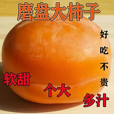 河北特大磨盘柿5斤新鲜包邮