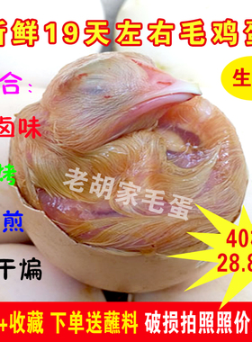 毛蛋生的18--20天全鸡喜蛋凤凰蛋烧烤商用半鸡半蛋包邮新鲜毛鸡蛋