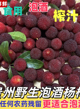 24小时顺丰速发野杨梅酸甜爽口