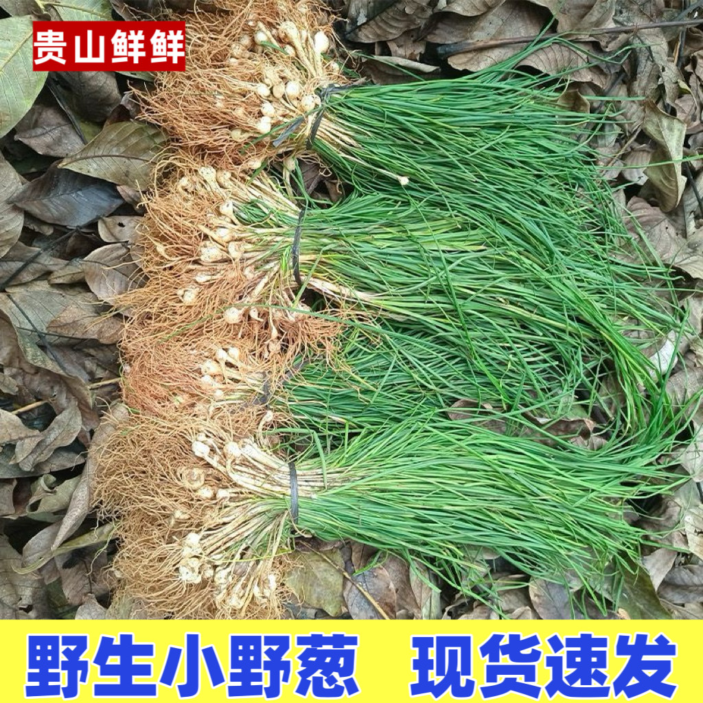 野生小野葱新鲜现挖胡葱苗贵州苦葱类
