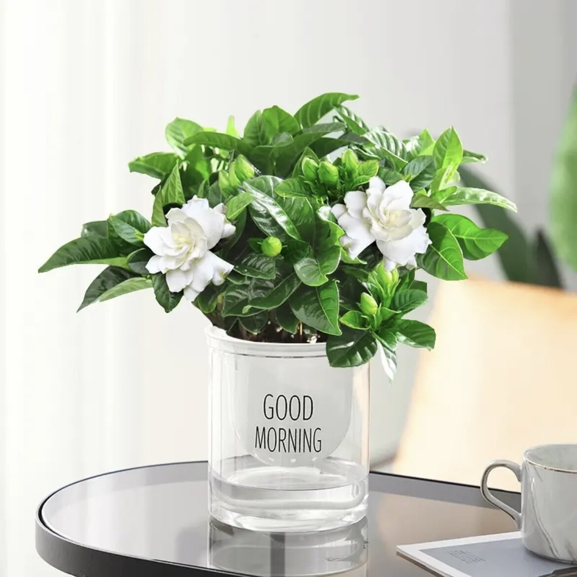 【小盆浓香栀子花】新手好养玫瑰栀子花室内花卉四季绿植盆栽甲醛